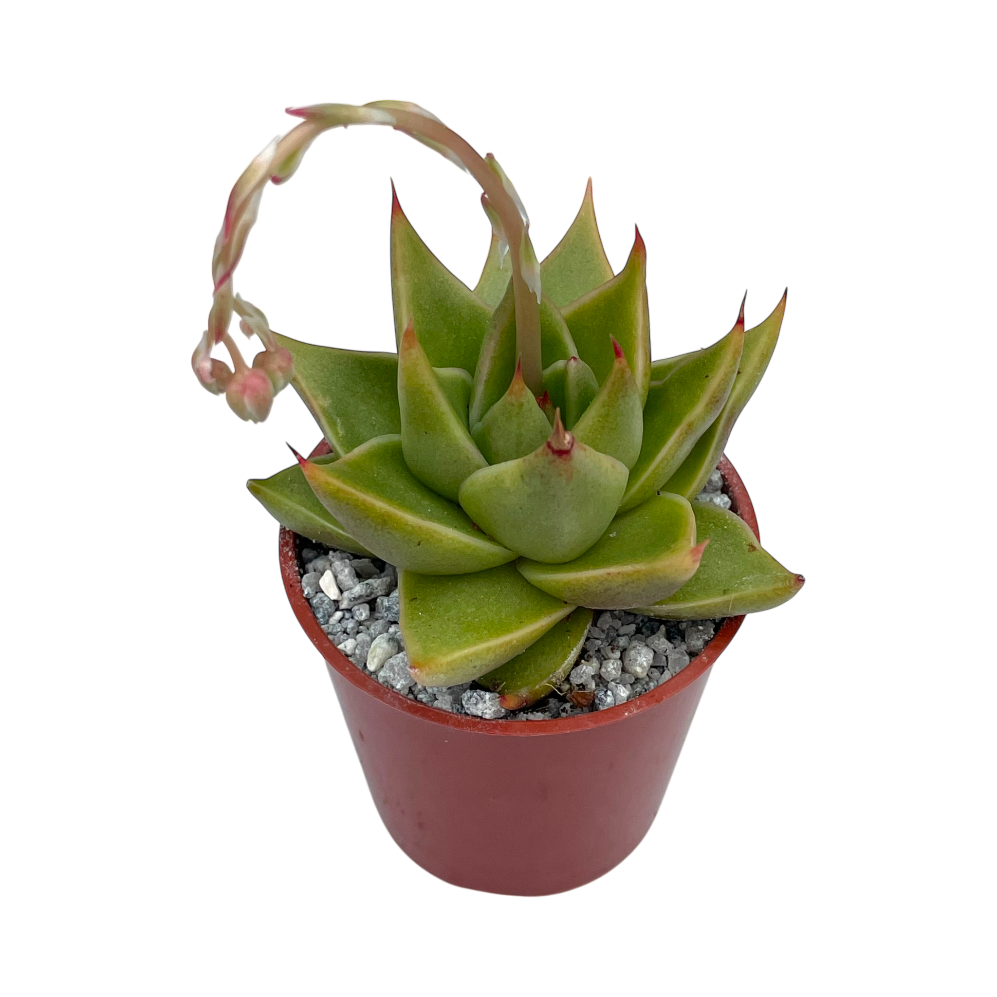 Echeveria purpusorum 'Green Leaf'