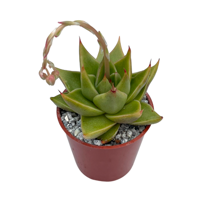 Echeveria purpusorum 'Green Leaf'