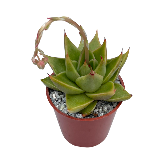 Echeveria purpusorum 'Green Leaf'