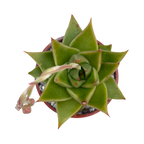 Echeveria purpusorum 'Green Leaf'