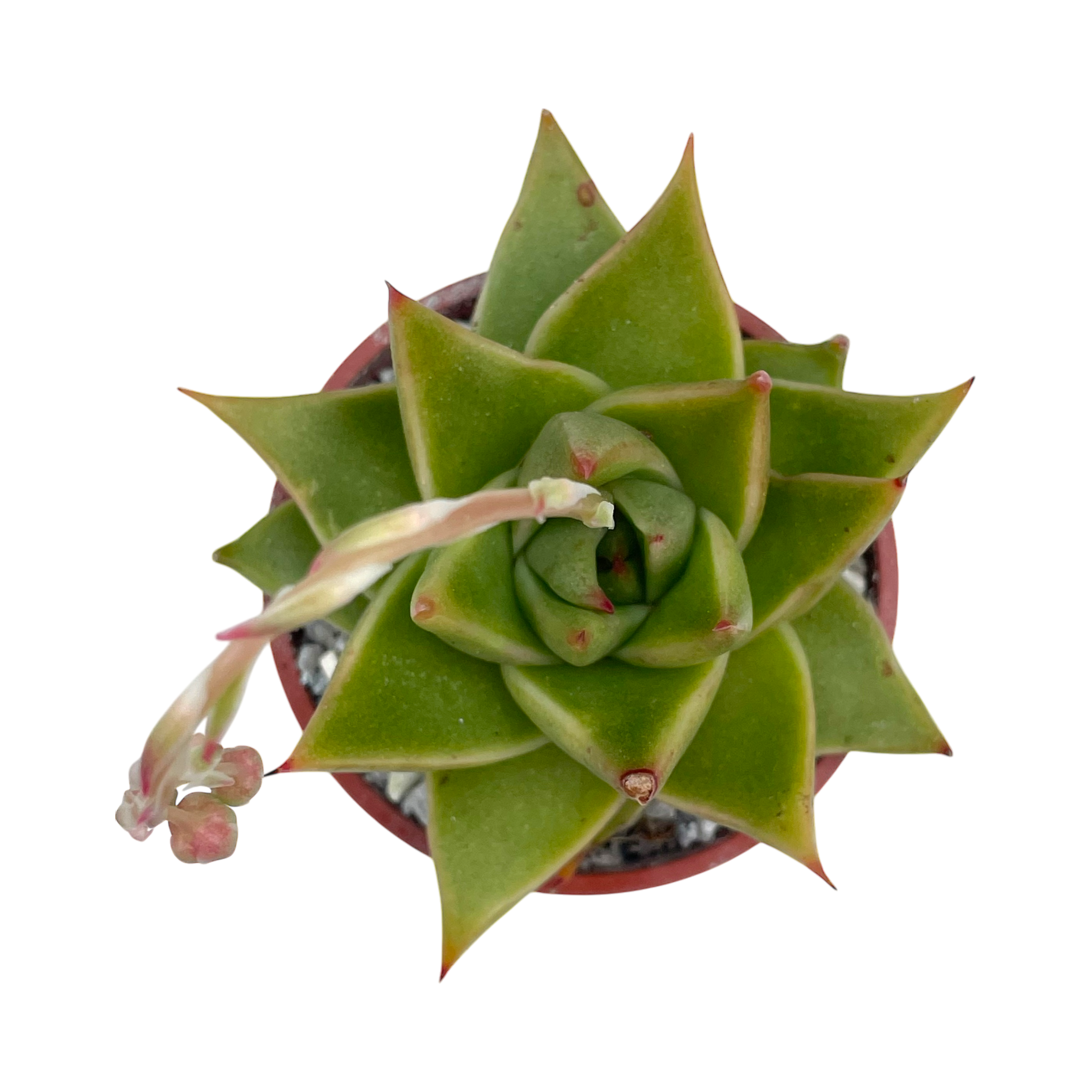 Echeveria purpusorum 'Green Leaf'