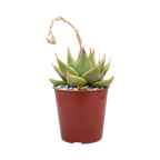 Echeveria purpusorum 'Green Leaf'