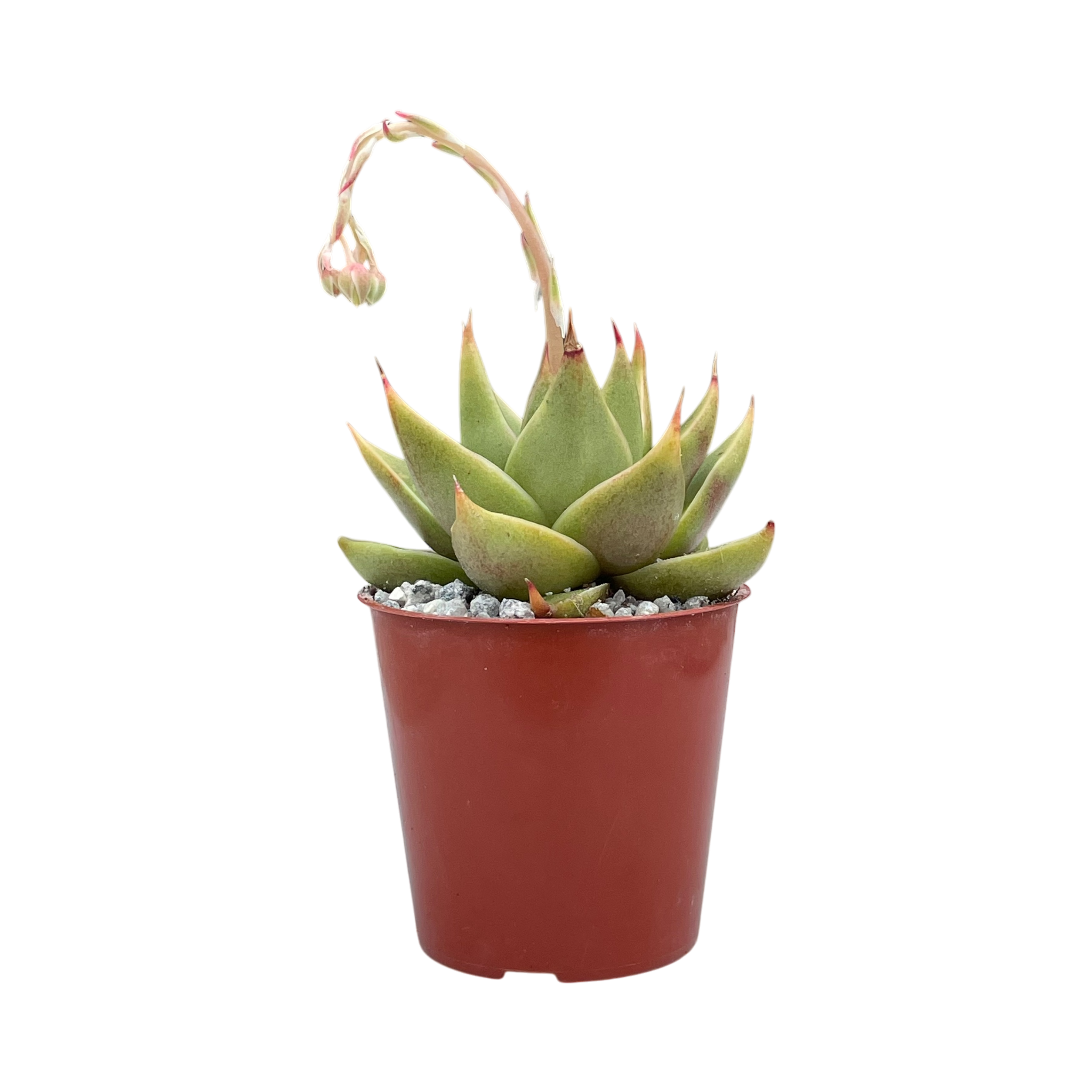 Echeveria purpusorum 'Green Leaf'