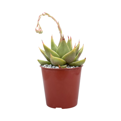 Echeveria purpusorum 'Green Leaf'