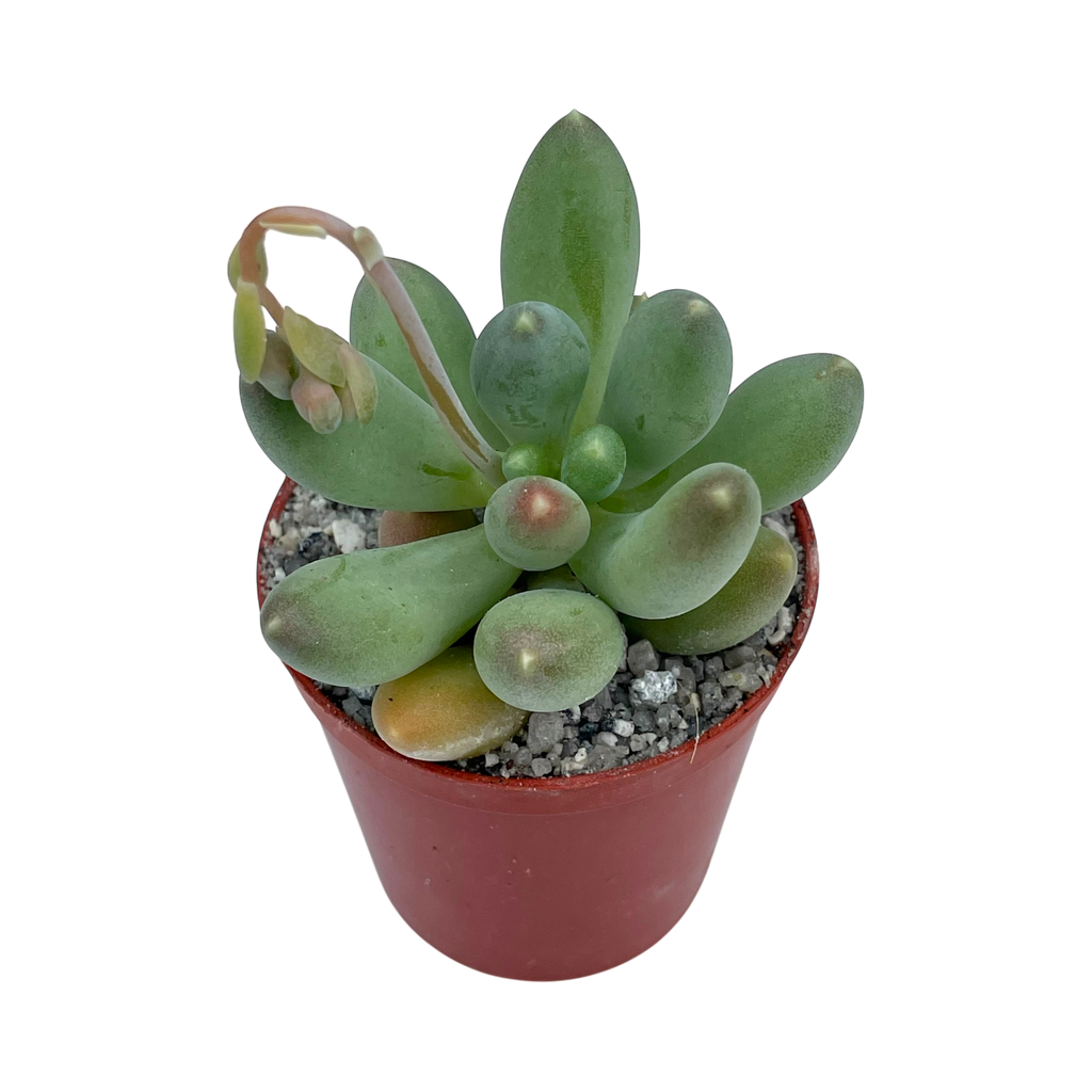 Pachyphytum hookeri