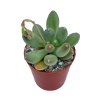 Pachyphytum hookeri