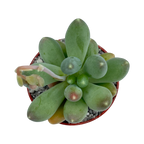 Pachyphytum hookeri