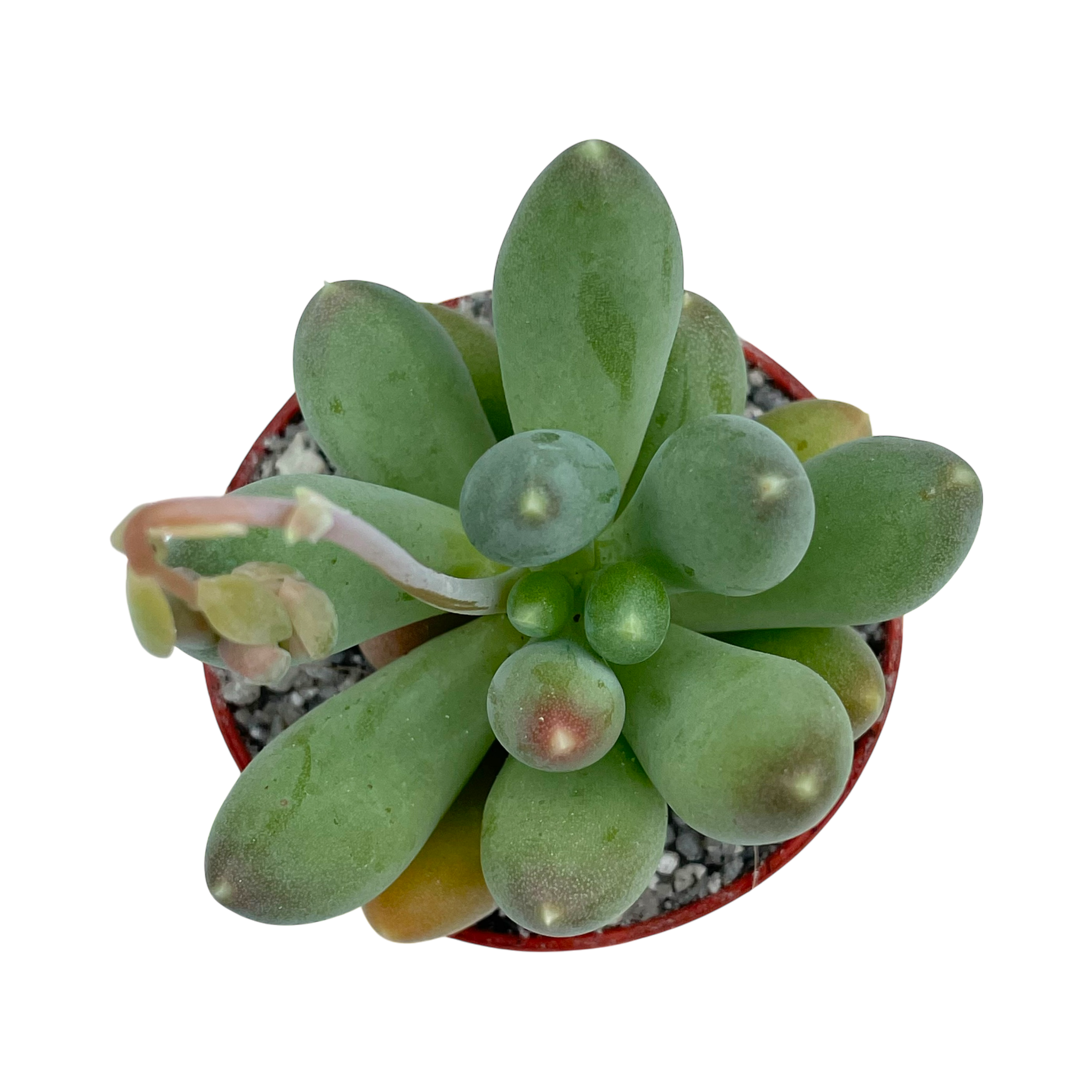 Pachyphytum hookeri