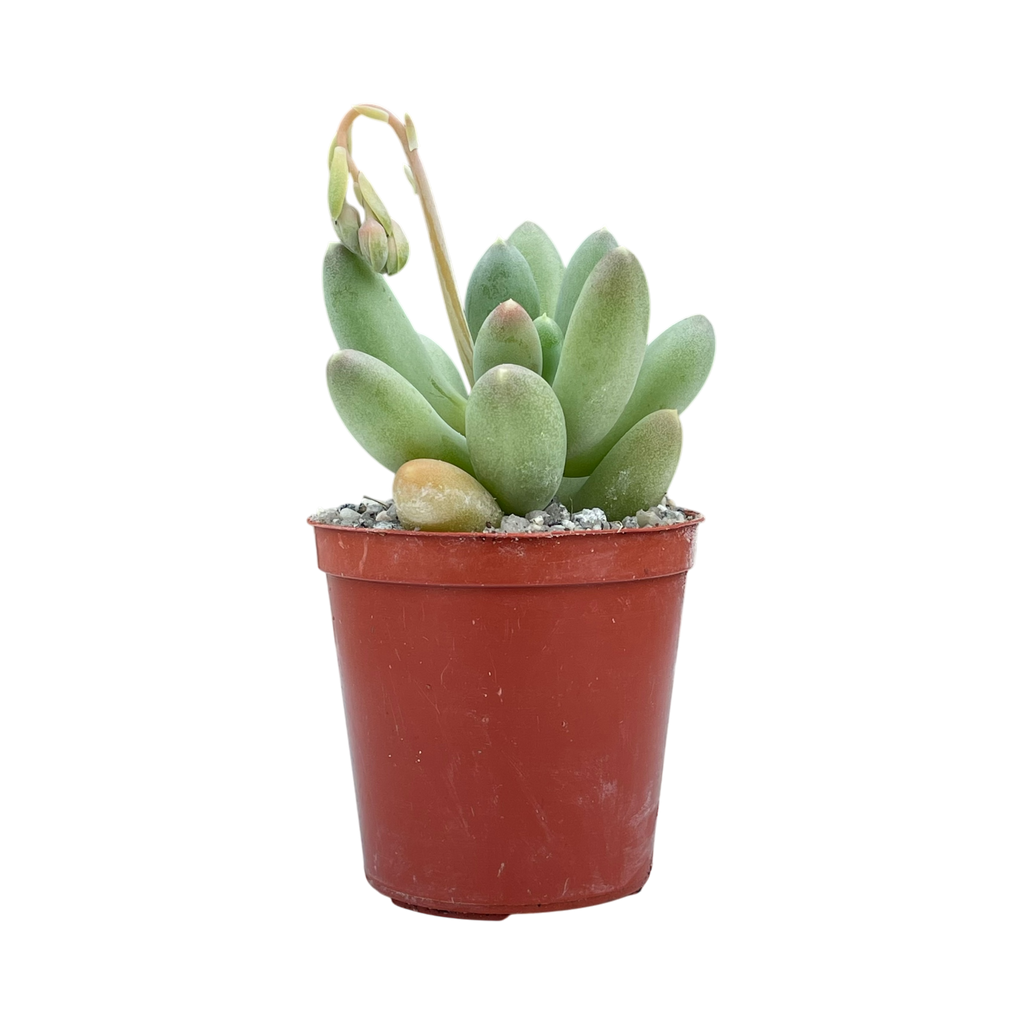 Pachyphytum hookeri