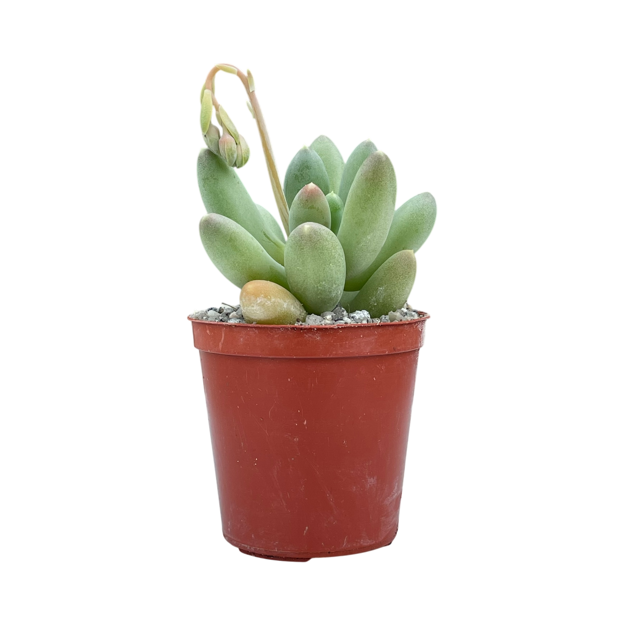 Pachyphytum hookeri
