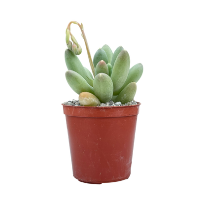 Pachyphytum hookeri