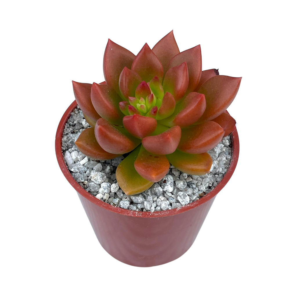 Echeveria 'Lepus'
