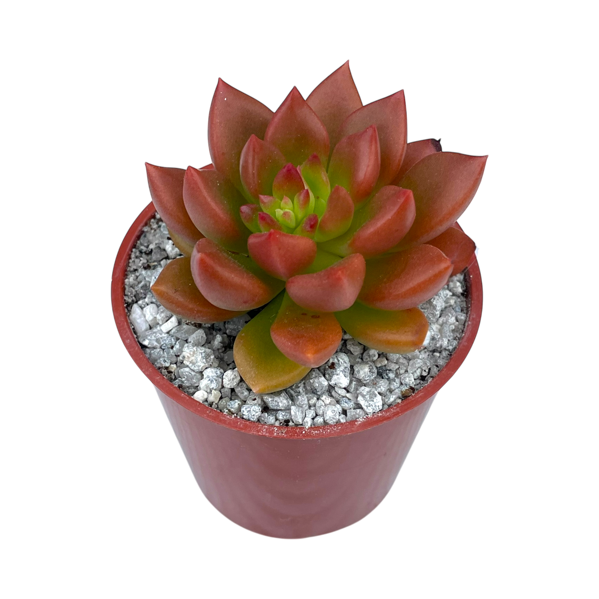 Echeveria 'Lepus'