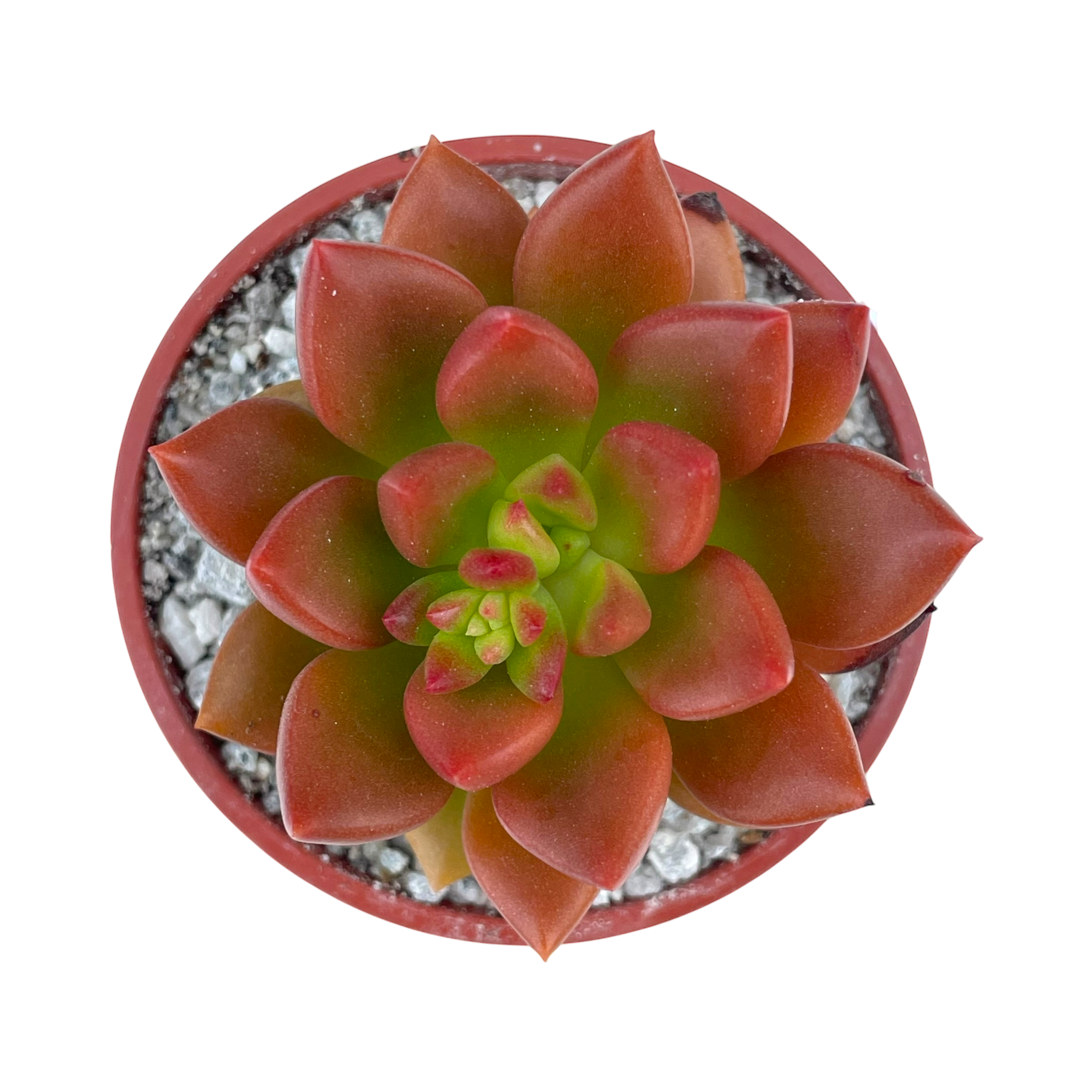 succulent with red tipped leaves Echeveria 'Lepus' – Surreal Succulents