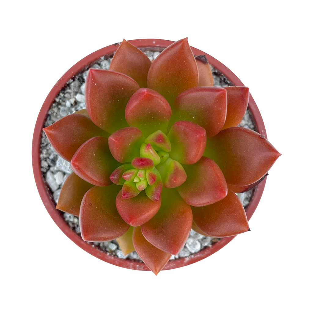 Echeveria 'Lepus'