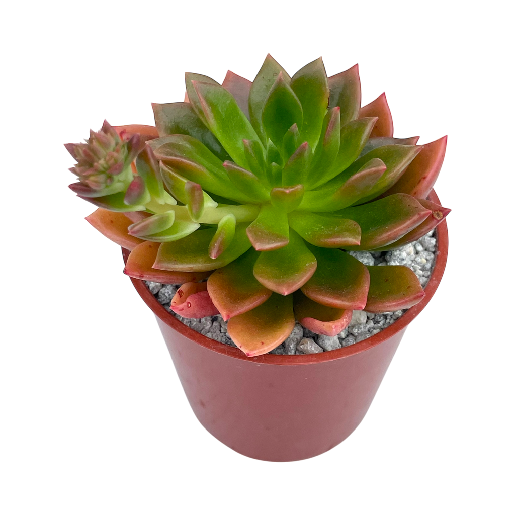 Echeveria 'Telstar'