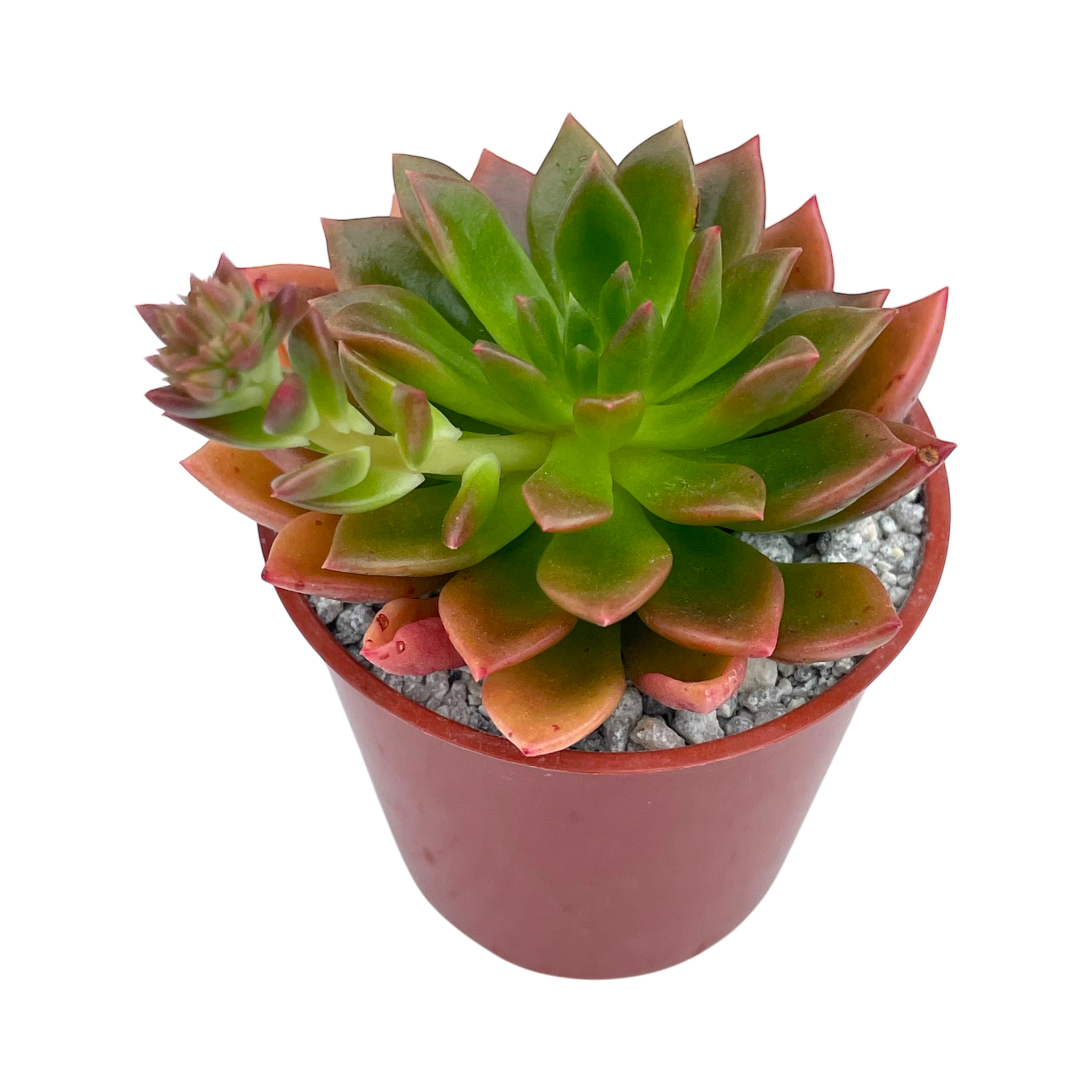 Echeveria 'Telstar'
