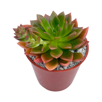 Echeveria 'Telstar'