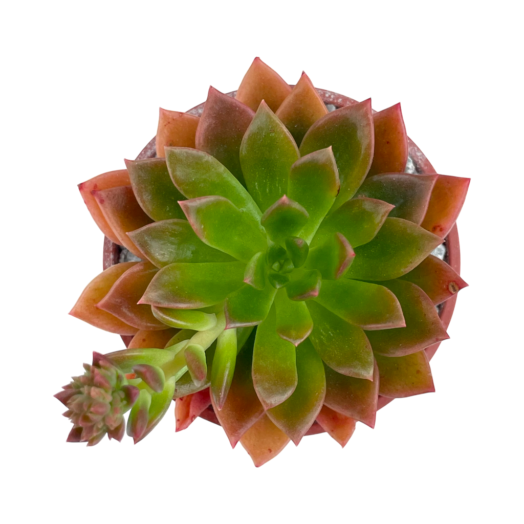 Echeveria 'Telstar'