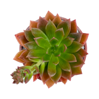 Echeveria 'Telstar'