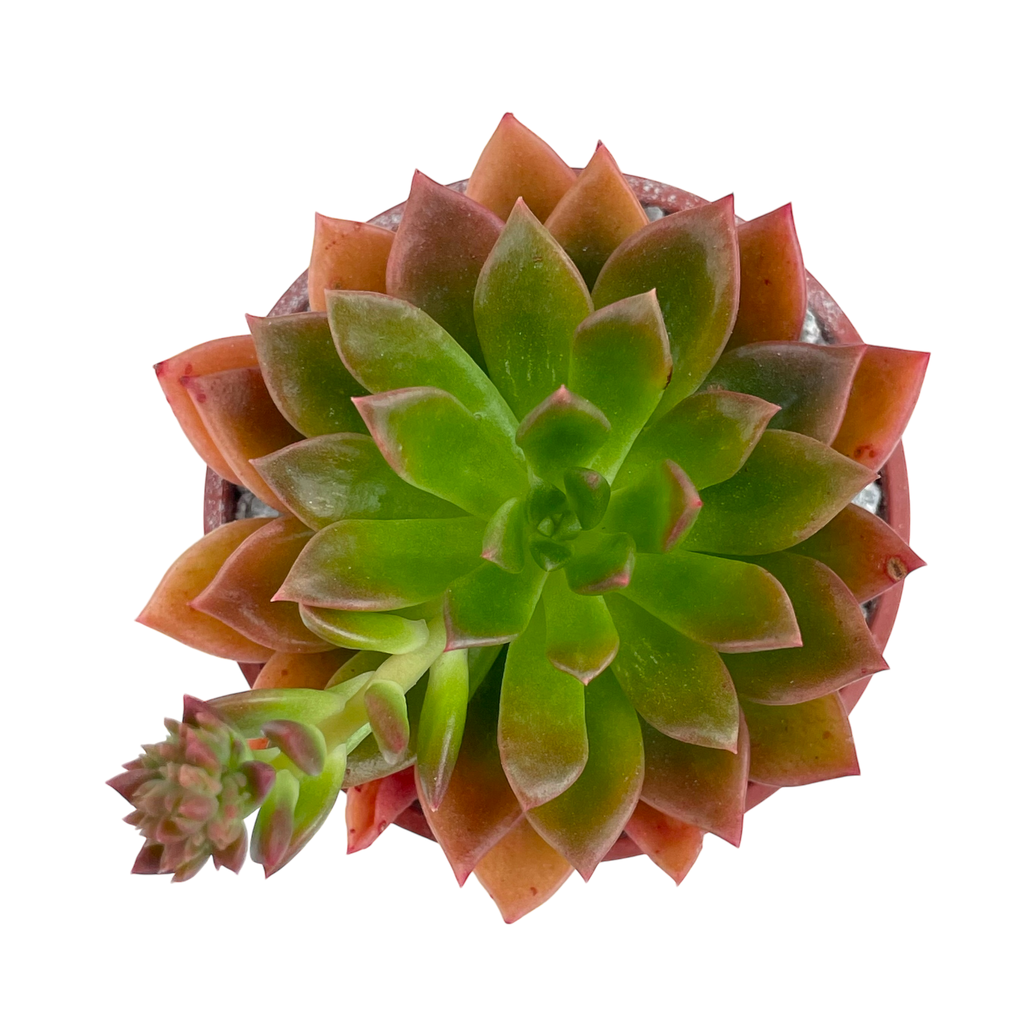 Echeveria 'Telstar'
