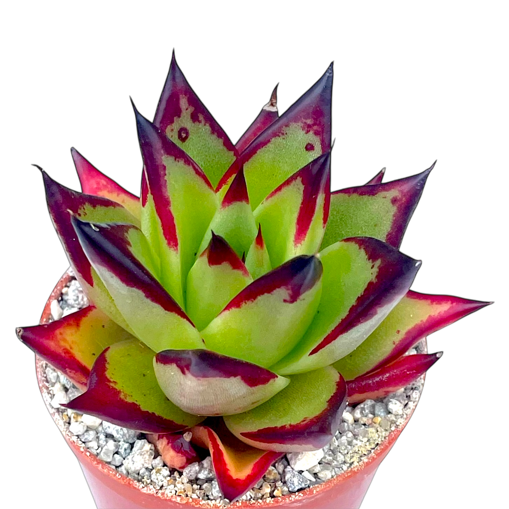 Echeveria agavoides 'Ebony'