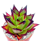 Echeveria agavoides 'Ebony'