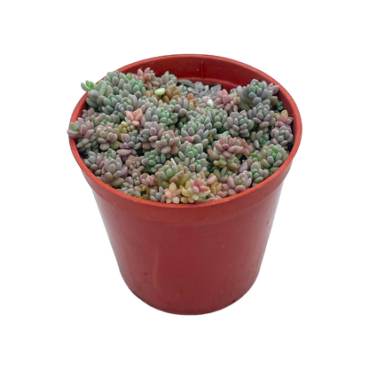 Sedum dasyphyllum minor