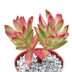 Crassula 'Candy Cane'