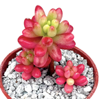Sedum x rubrotinctum variegatum