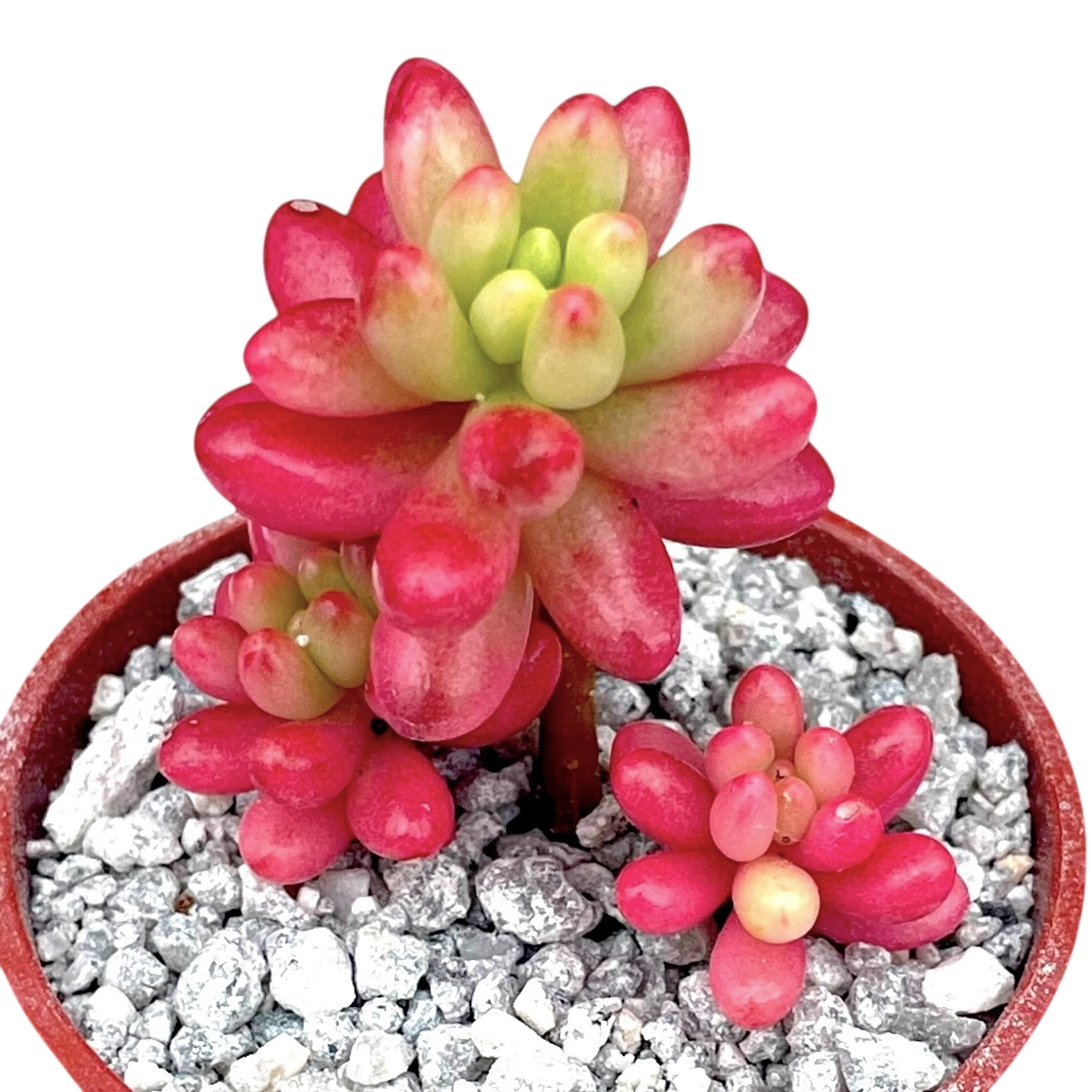 Sedum x rubrotinctum variegatum