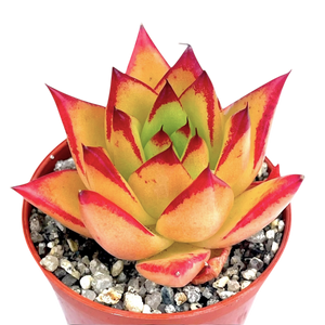 Echeveria agavoides 'Lipstick'