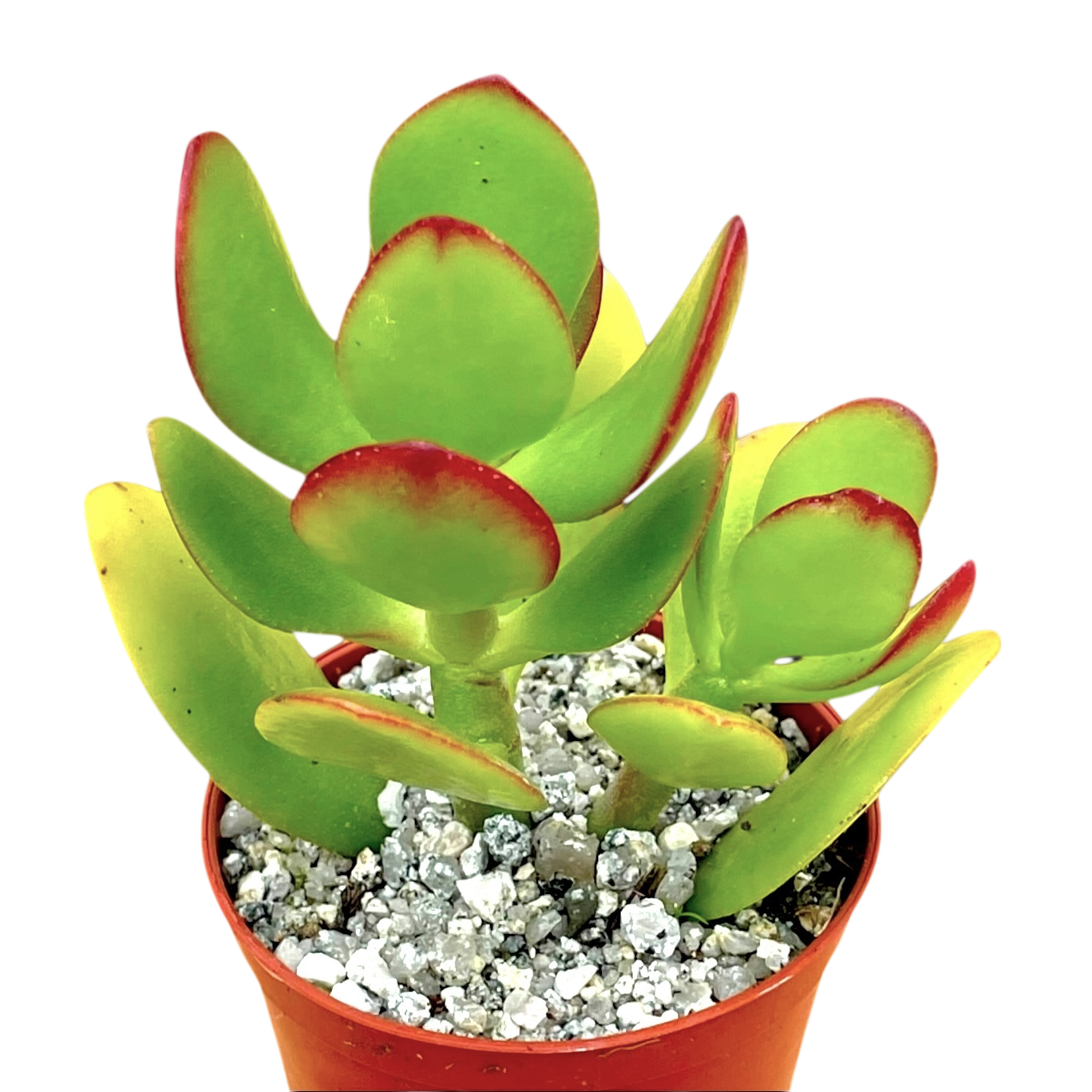 jade plant uk Crassula ovata