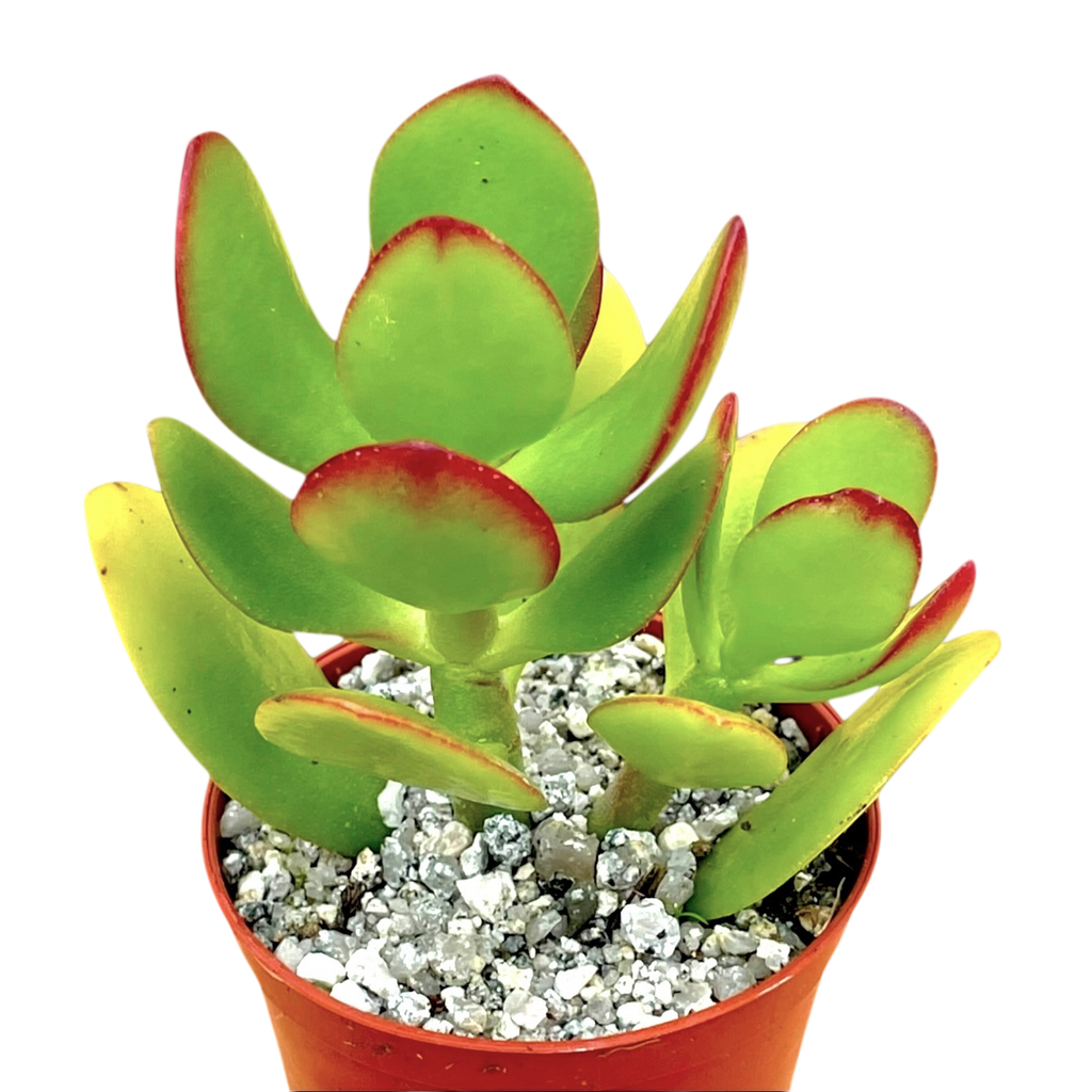 Crassula ovata | Jade Plant