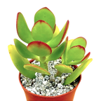 Crassula ovata | Jade Plant