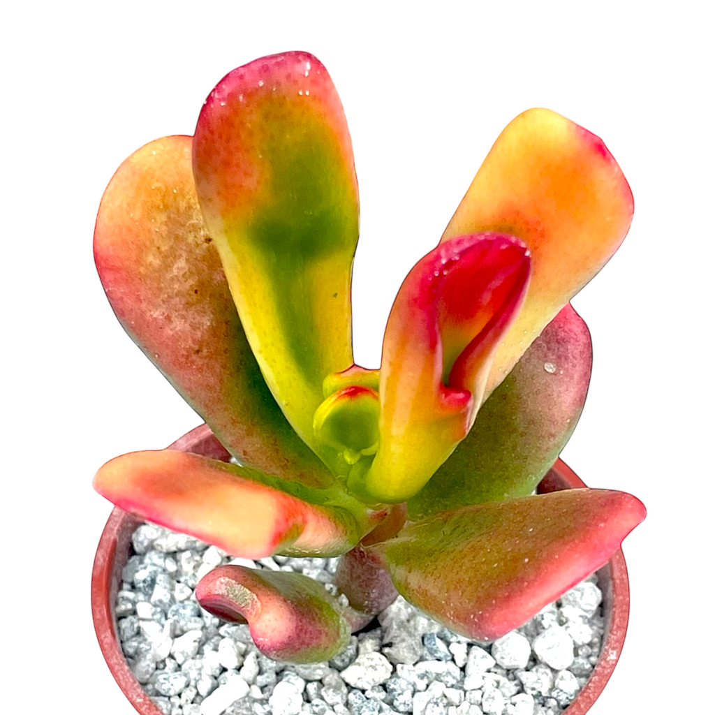 horn tree succulent Crassula 'Red Horn' – Surreal Succulents
