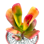 Crassula 'Red Horn'
