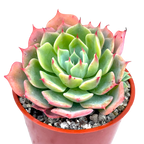 Echeveria brevifolia