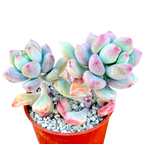 Sedum commixtum | Comic Tom