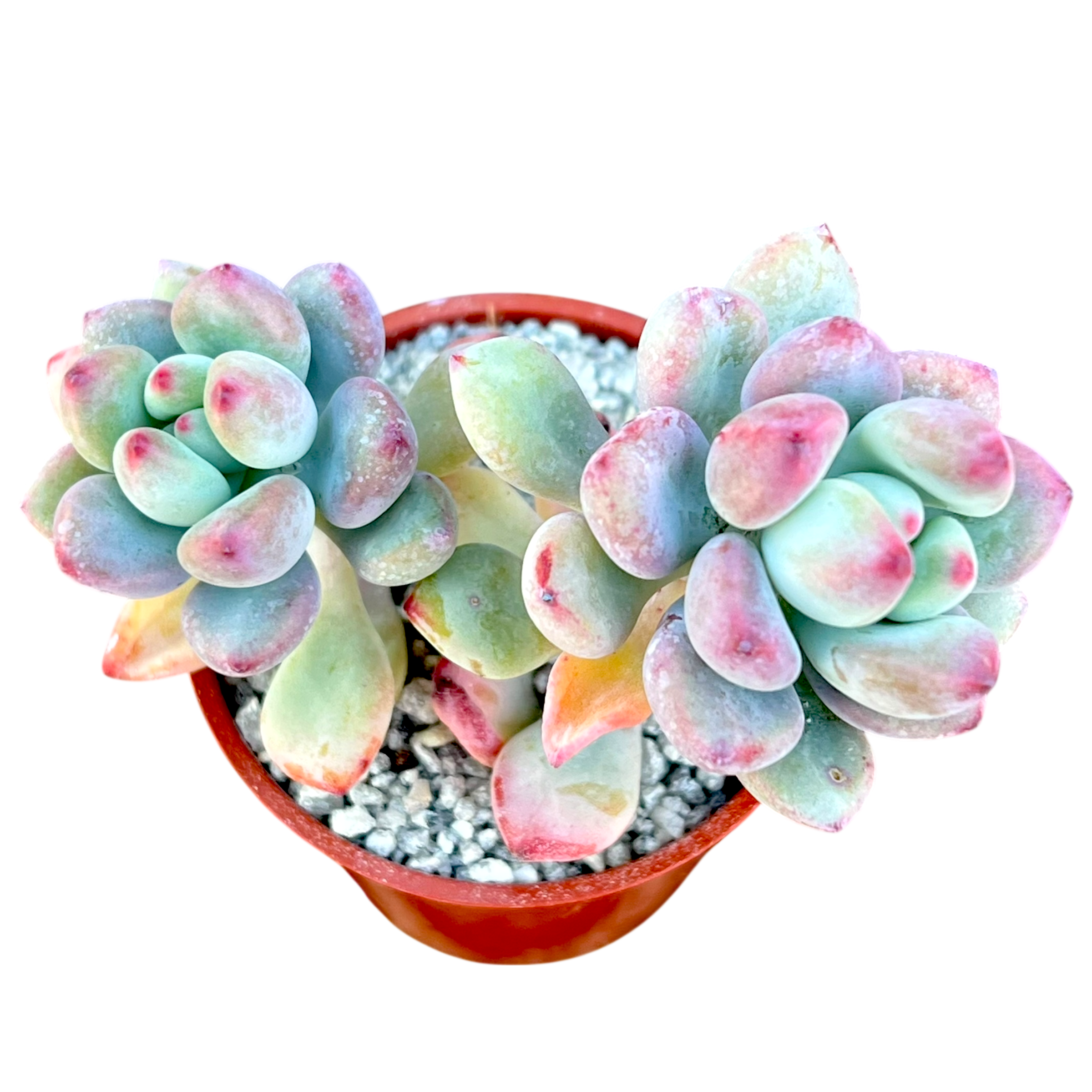 セダム・コンミクストゥム | コミックトム – Surreal Succulents