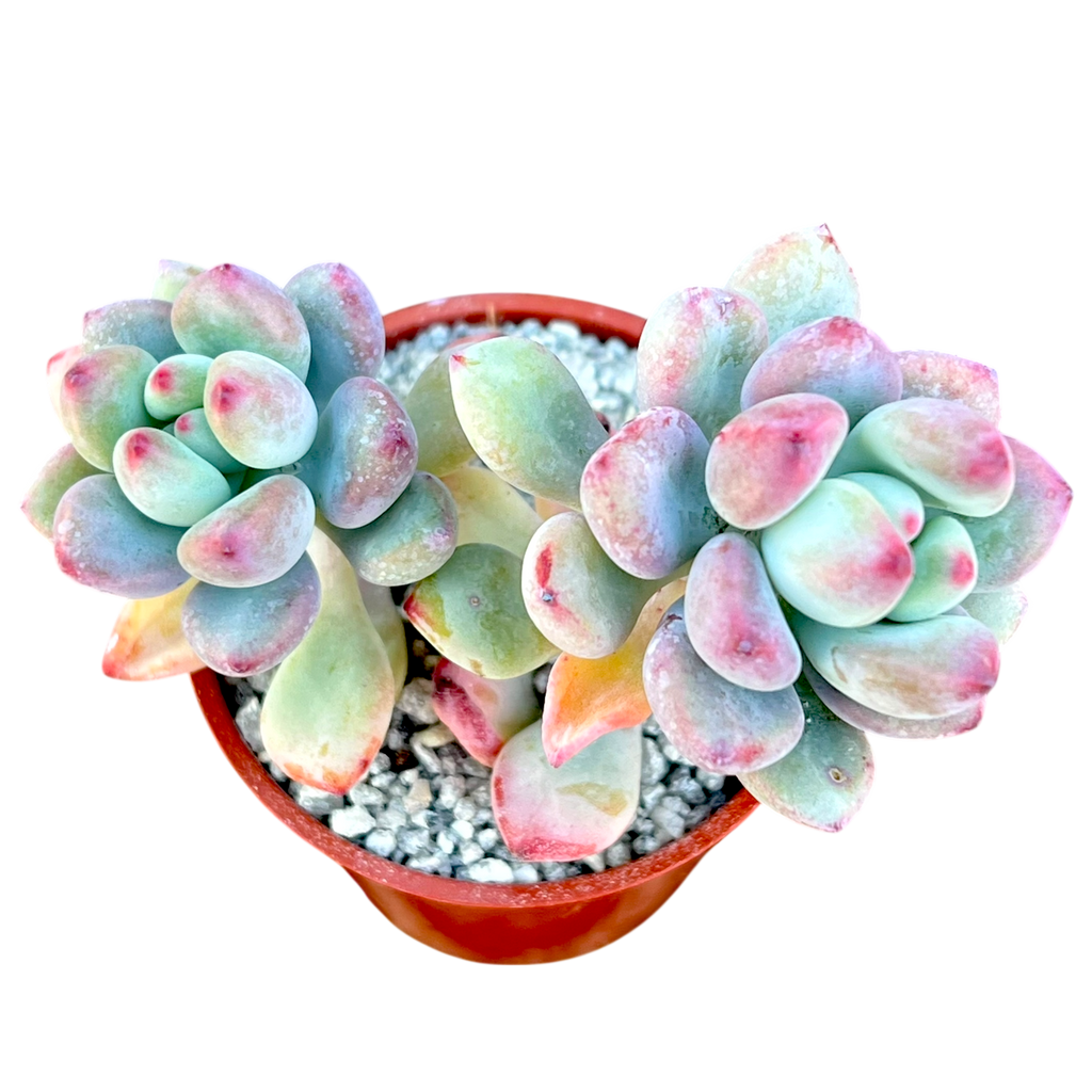 Sedum commixtum | Comic Tom