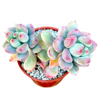 Sedum commixtum | Comic Tom