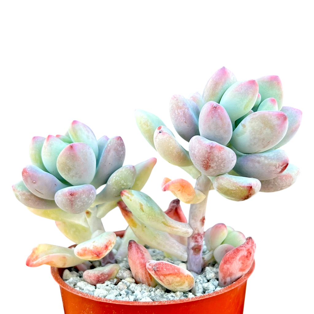 Sedum commixtum | Comic Tom