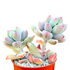 Sedum commixtum | Comic Tom