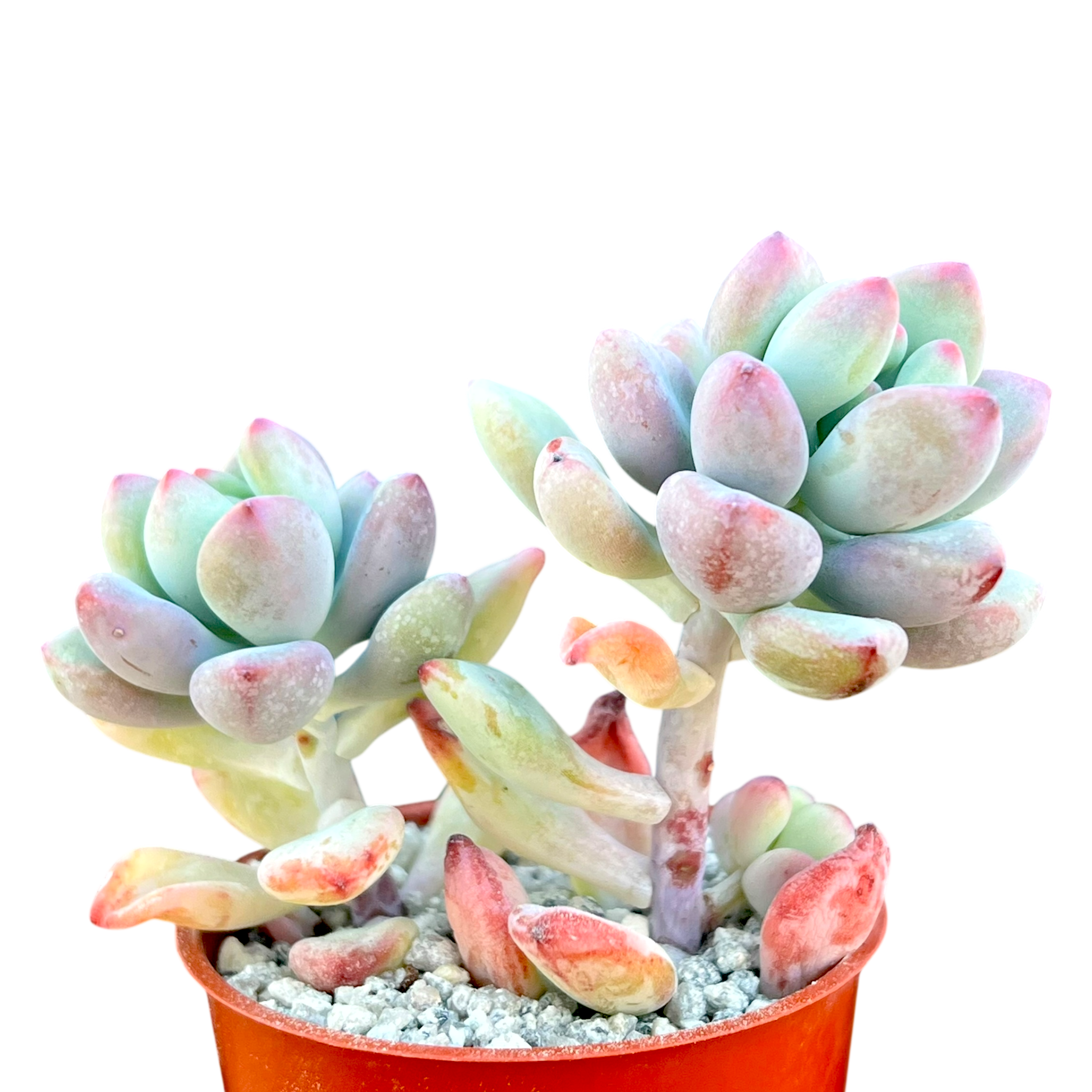 Sedum commixtum | Comic Tom