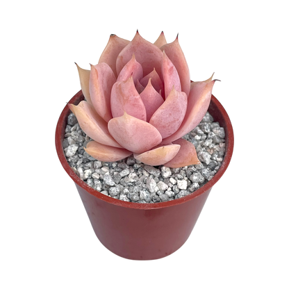Echeveria 'Misty'