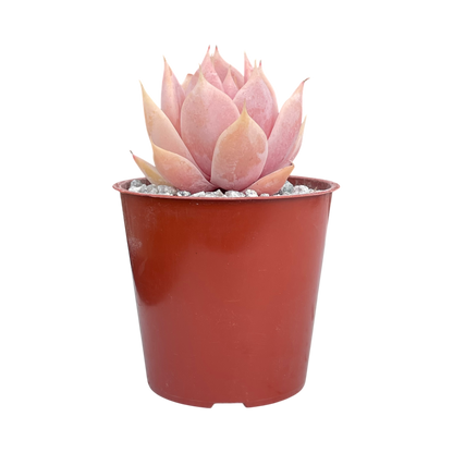 Echeveria 'Misty'