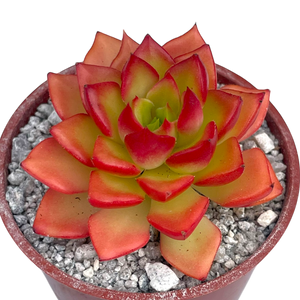 x Sedeveria 'Letizia'