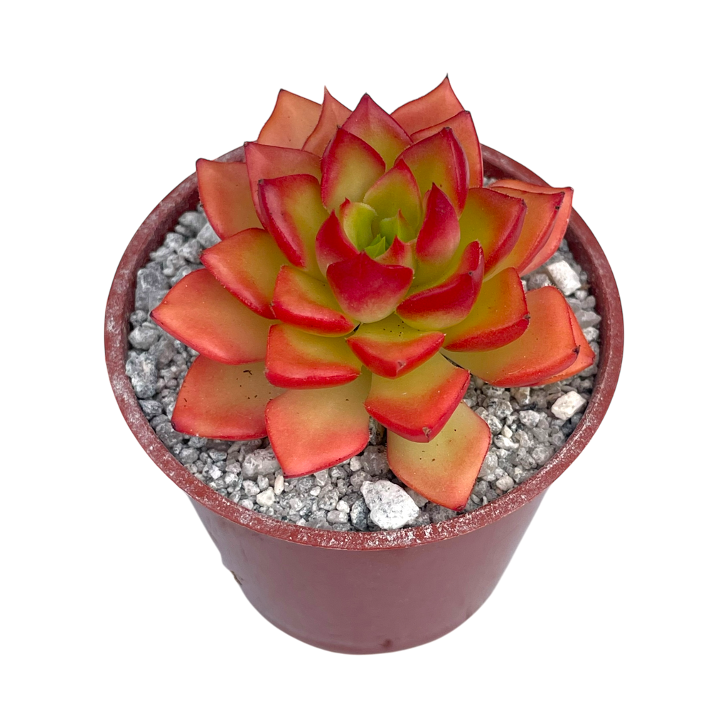 x Sedeveria 'Letizia'