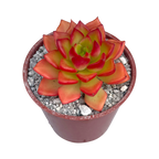 x Sedeveria 'Letizia'